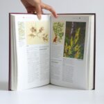 liecive rastliny schonfelder (1)
